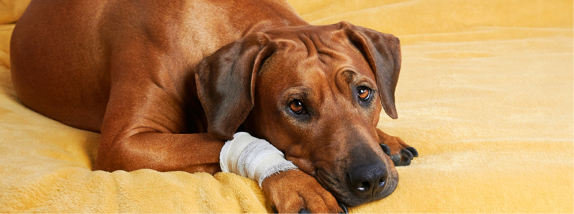 Ein Hund hat eine Bisswunde an der Pfote, die mit einer sterilen Bandage versorgt wurde.