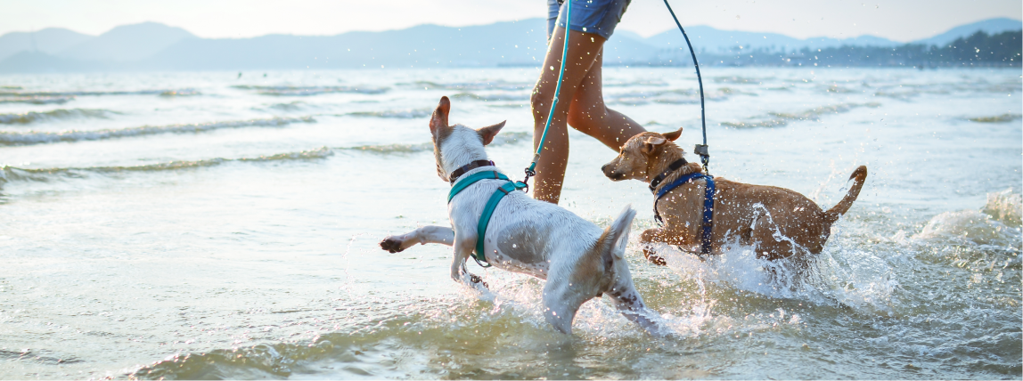 Zwei Hunde spielen unbeschwert mit ihren Herrchen und Frauchen im Meer.