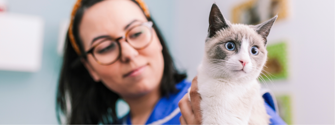 Eine Tierärztin bereitet eine Katze auf das Röntgen vor.