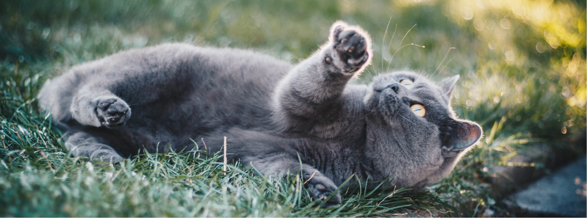 Eine Katze ist wieder voller Energie und Entdeckungsdrang, weil ihre Zahnschmerzen behoben wurden.