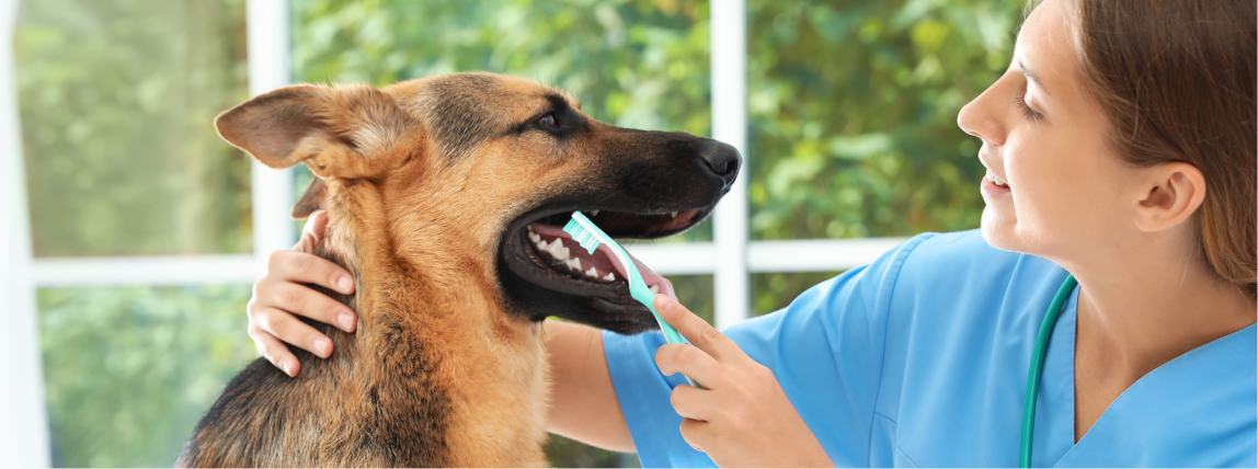 Eine Tierärztin reinigt die Zähne eines Hundes.