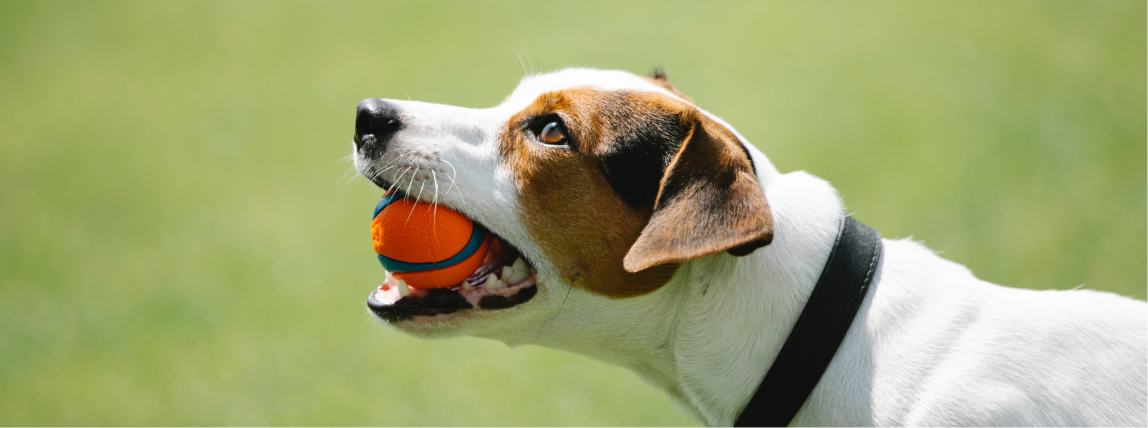 Ein Hund hat nach erfolgreicher Behandlung keine Zahnschmerzen mehr und kann wieder ausgelassen spielen.