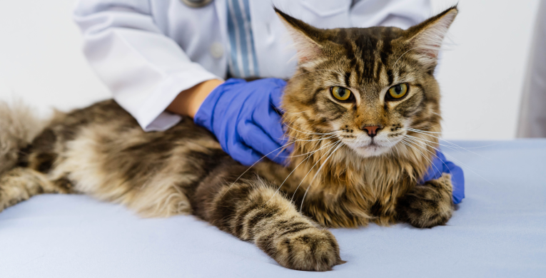 Eine Katze wartet beim Tierarzt auf eine Blutabnahme.