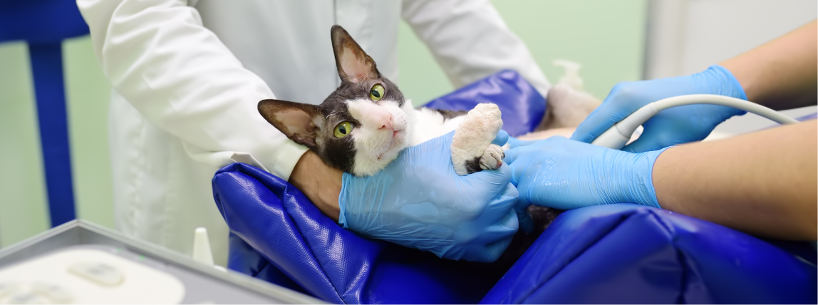 Eine Katze erhält einen Ultraschall und wird von einem Tierarzthelfer in Position gehalten.