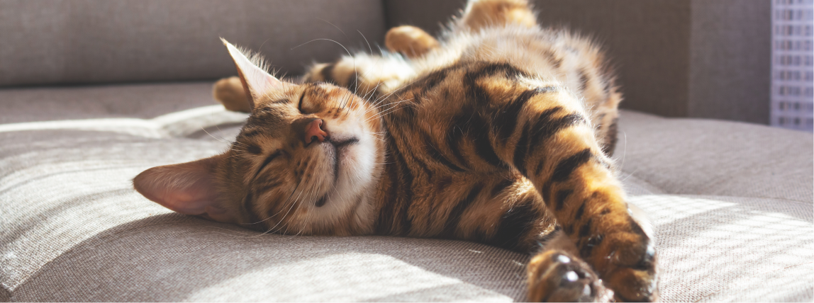 Eine Katze ist entspannt und gesund nachdem eine Ultraschalluntersuchung eine rechtzeitige Therapie einer Erkankung ermöglichte.