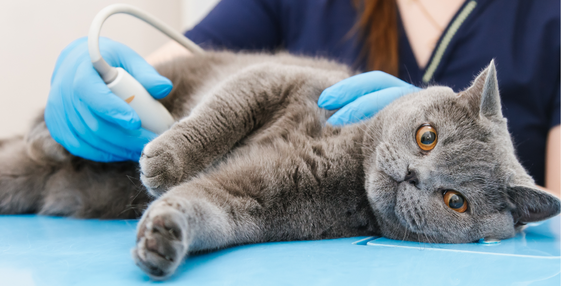 Mittel gegen Katzen: Katzen Vertreiben mit Ultraschall im Jahr 2023 -  IREPELL