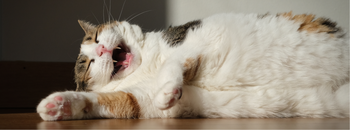 Eine müde, aber zufriedene Katze erholt sich von einer Narkose.