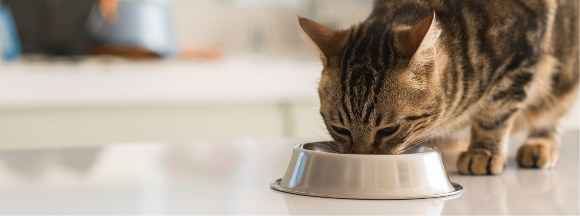 Nach erfolgreicher Behandlung kann eine Katze wieder schmerzfrei fressen.