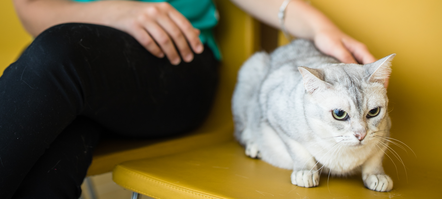 Eine Katze wartet im Behandlungszimmer einer Tierarztpraxis.