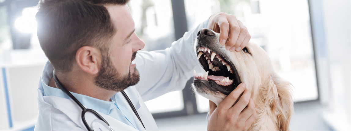 Ein Tierarzt untersucht die Zähne eines Hundes.