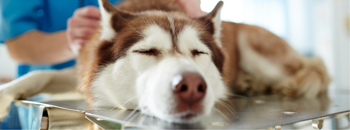 Ein Hund döst unter Narkose beim Tierarzt.