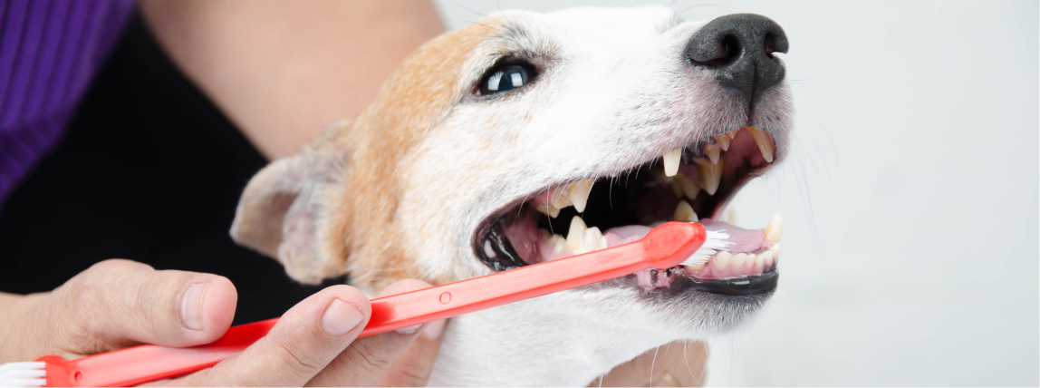 Eine Hundebesitzerin putzt die Zähne ihres Hundes.