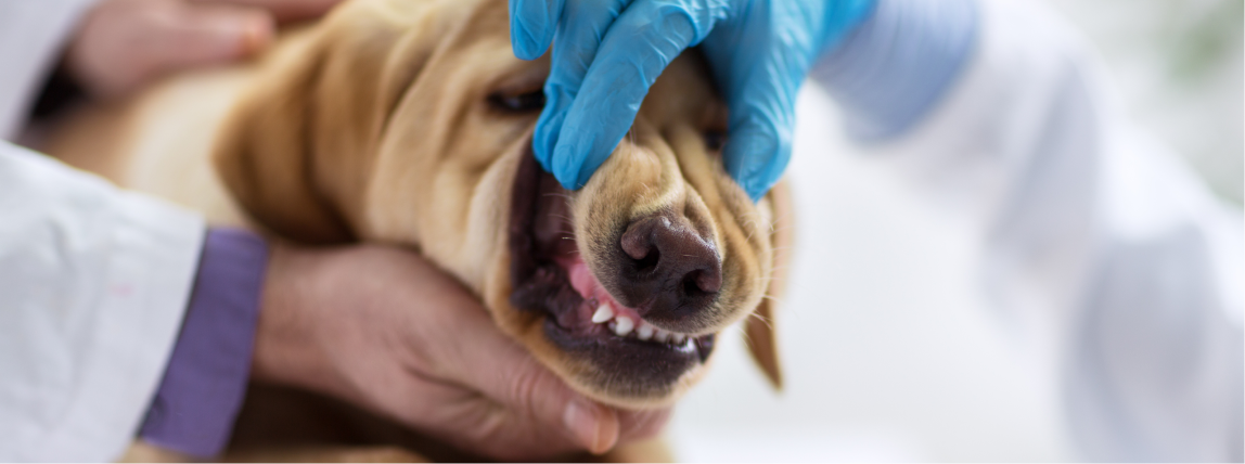 Die Zähne eines Hundes werden von einem Tierarzt untersucht.