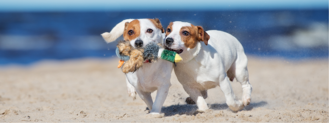 Zwei Hunde können nach einer erfolgreichen Zahnsteinentfernung wieder kraftvoll zubeißen und spielen.