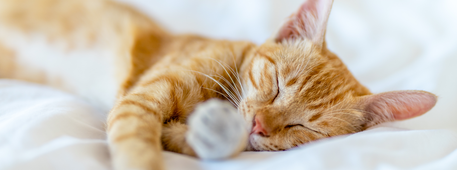 Eine zufriedene Katze hat nach erfolgreicher Behandlung keine Zahnschmerzen mehr.