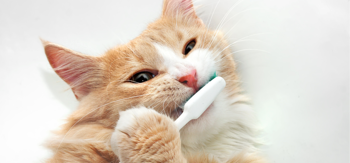 Zahnreinigung bei Katzen schützt vor Zahnerkrankungen