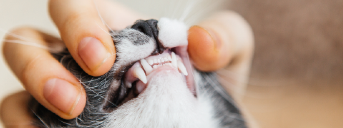 Ein Katzenbesitzer überprüft die Zähne seiner Katze.