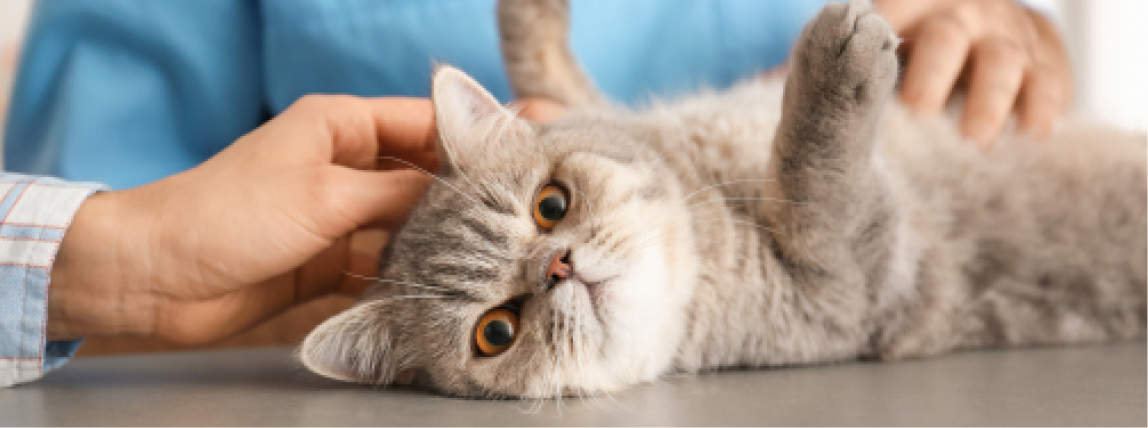 Eine Katze wird beim Tierarzt auf eine Narkose vorbereitet.