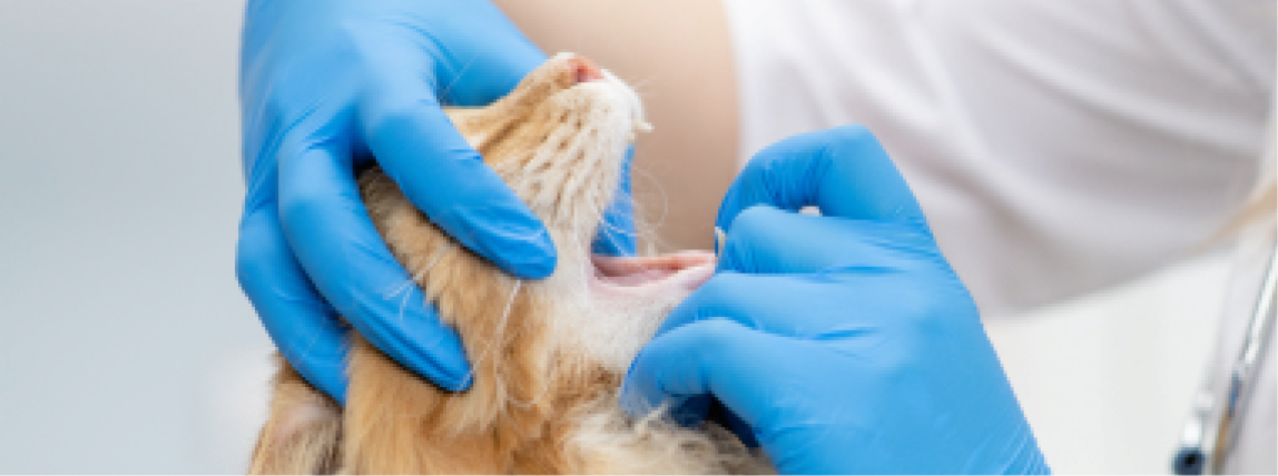 Eine Tierärztin untersucht die Zähne einer Katze.