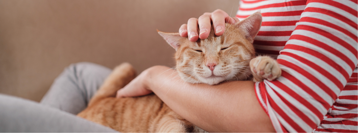 Eine Katze schmust vertraut mit ihrer Besitzerin.