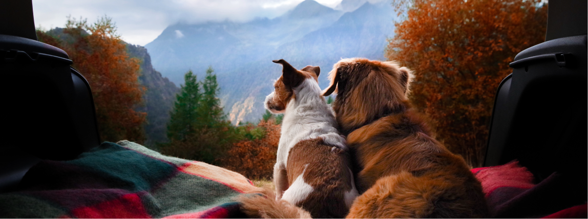 Zwei Hunde genießen die Aussicht auf eine Bergkulisse im Urlaub.