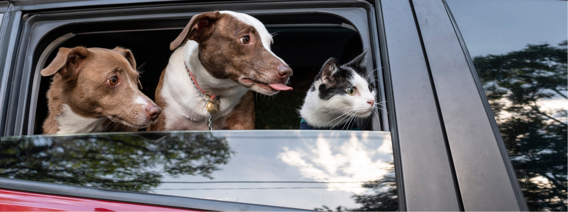 Haustiere warten auf ihre Besitzer im Auto. 