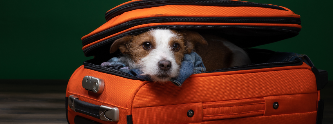 Ein Hund ist bereit, zu verreisen und wartet im Koffer.