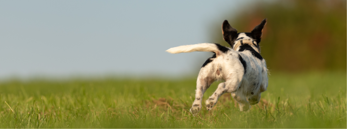 Ein gechippter Hund kann ohne Leine herumtollen und seine Besitzer müssen sich keine Sorgen mehr machen.