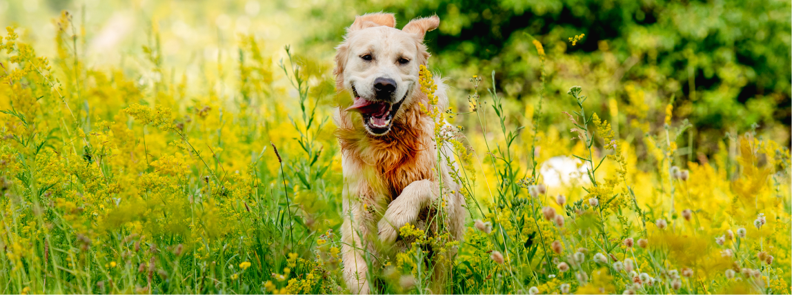 Ein Hund läuft ohne Leine in der Natur.