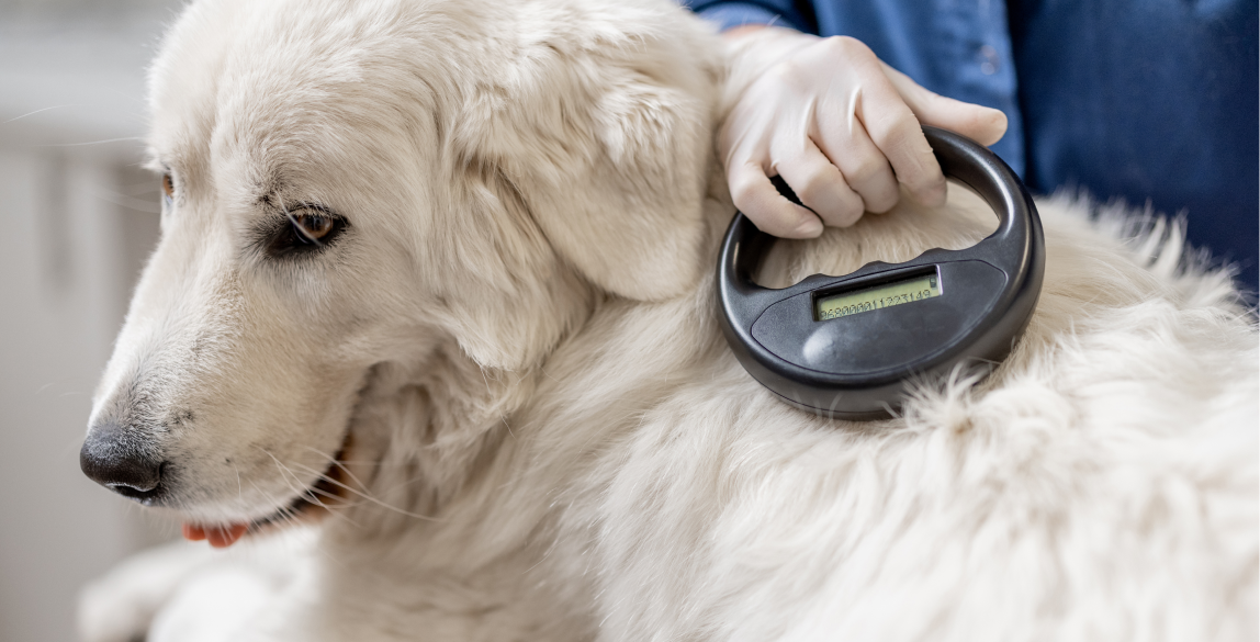 Wie viel kostet es einen Hund zu Chippen?