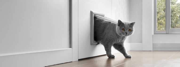Eine Freigänger-Katze kommt durch die Katzenklappe nach Hause.