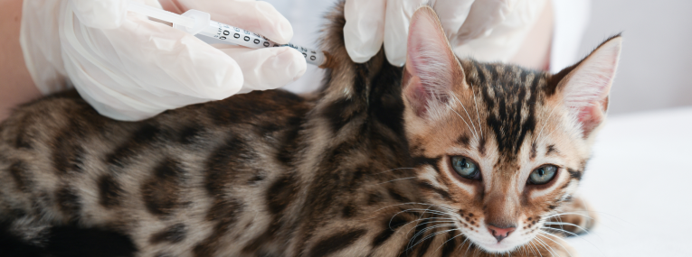 Eine Katze beim Impf-Termin in der Tierarzpraxis.