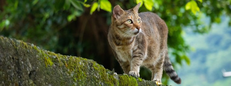 Eine Freigänger-Katze erkundigt ihre Umgebung.