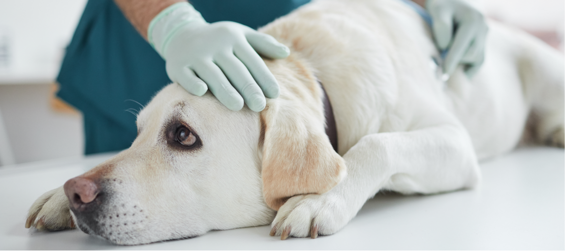 Ein Hund wartet auf seine Untersuchung beim Tierarzt.
