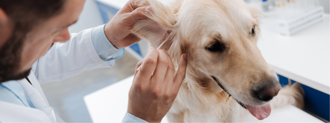 Ein Hund wird eingehend von einem Tierarzt untersucht.