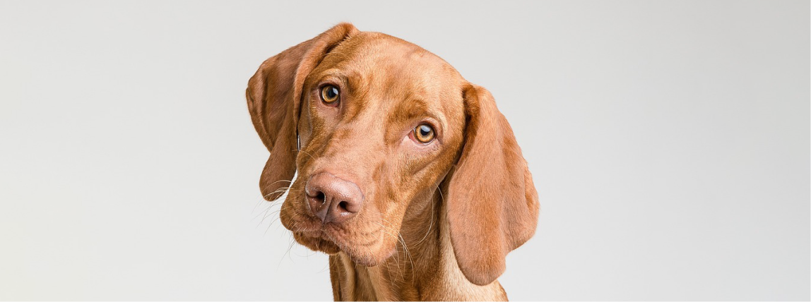 Ein Hund wartet mit fragendem Blick.