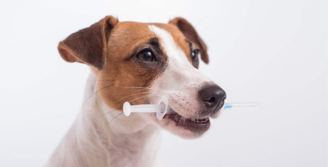 Impfungen für Hunde Impfplan, Nebenwirkungen & Kosten