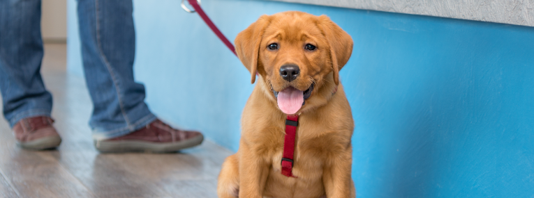 Ein Hund wartet im Wartezimmer einer Tierarztpraxis, als sein Herrchen die Rechnung für seine Impfungen entgegennimmt.