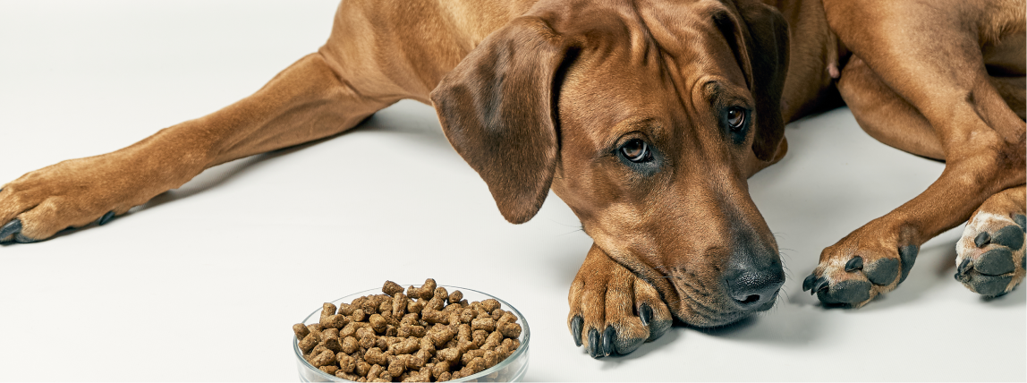 Ein Hund rührt sein Futter nicht an. 