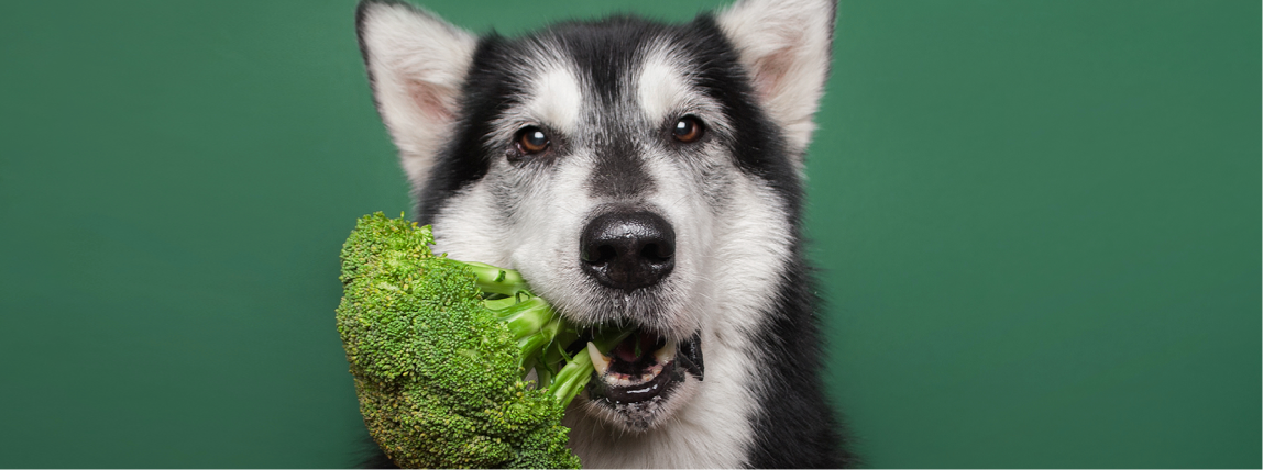 Ein Husky kaut auf einem Brokkoli herum.