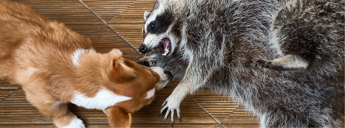 Ein Hund spielt mit einem Wildtier, einem Waschbär. Von Wildtieren geht immer Tollwutgefahr aus.