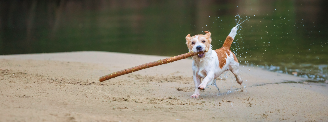 Ein gegen Tollwut geimpfter Hund spielt unbeschwert in der Natur.