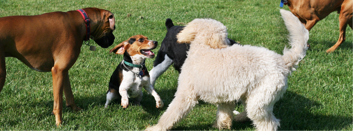 Eine Gruppe Hunde spielt ausgelassen miteinander auf einer Wiese.