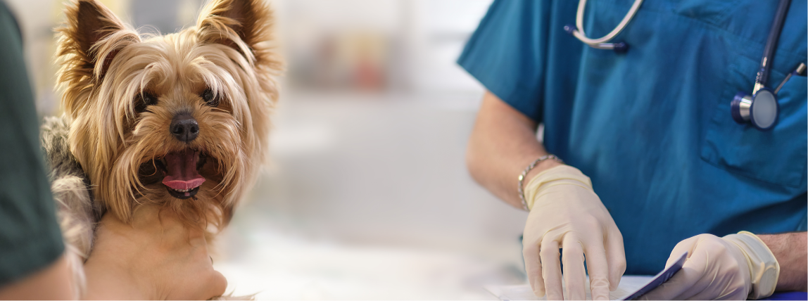 Ein Yorkshire Terrier wird beim Tierarzt untersucht.