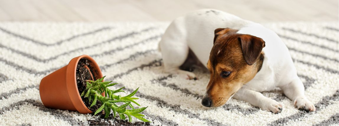 Ein Hund sitzt neben einem heruntergefallenem Blumentopf.