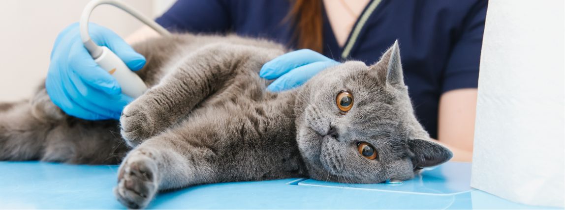 Eine Katze bekommt einen Ultraschall beim Tierarzt.