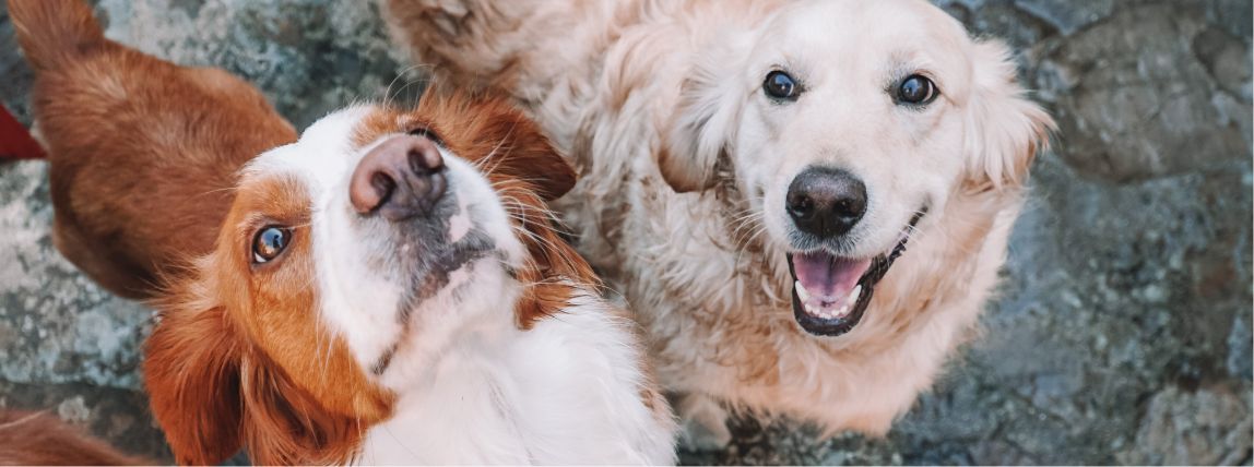 Zwei Hunde schauen in die Kamera.