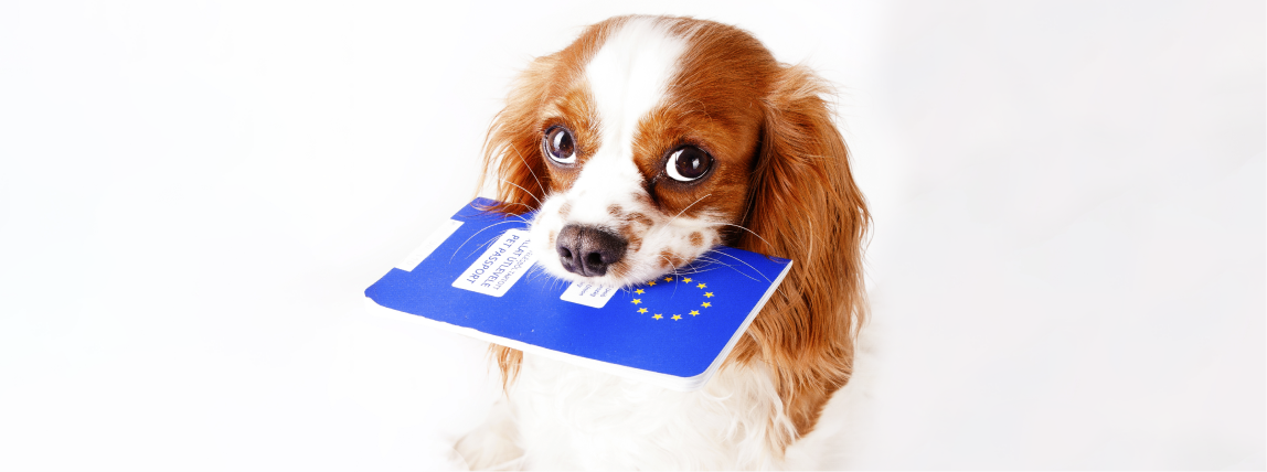 Ein Hund wartet mit seinem EU-Impfpass.