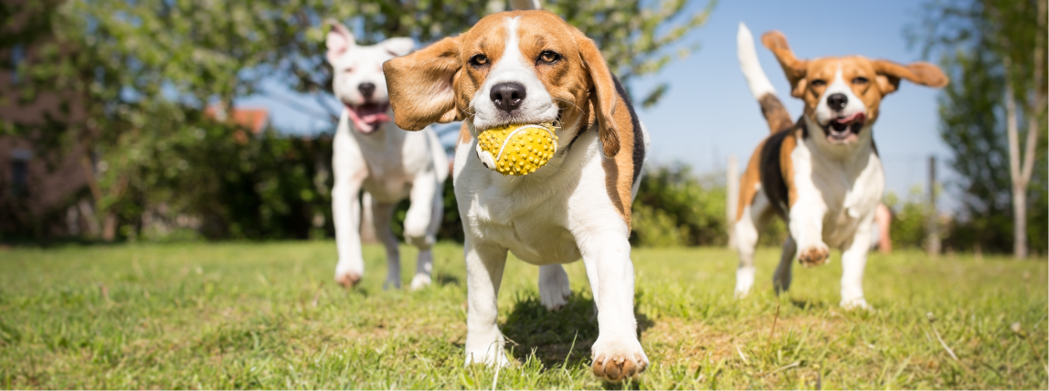 Hunde spielen unbeschwert miteinander. Alle sind gegen Staupe geimpft.