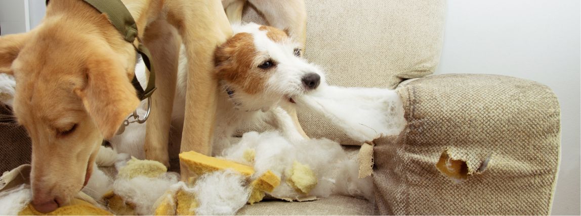 Zwei Hunde haben ein Sofa angefressen und zerstört. Eine Hundehaftpflichtversicherung von petolo kommt für den Schaden auf.
